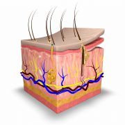 皮肤层